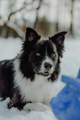 dog in snow