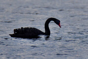 Black Swan at seaside in Brittany France
