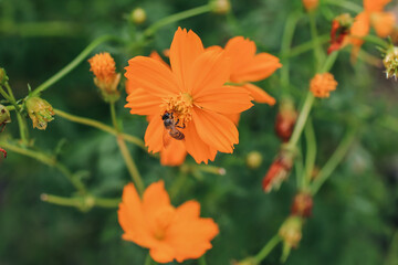 Bee on orange cosmos flower (Cosmos sulphureus) in summer garden with green and floral background.