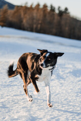 dog running in the snow