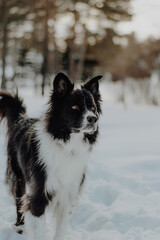border collie dog