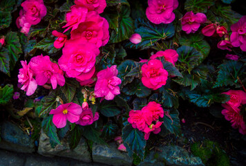 Blooming pink rose bush in a park