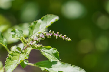 Flowers of green basil on the tree.