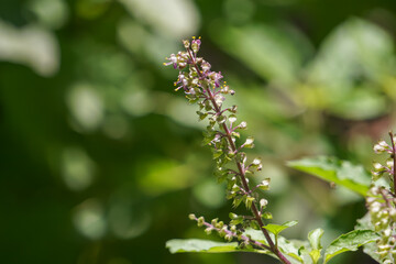 Flowers of green basil on the tree.