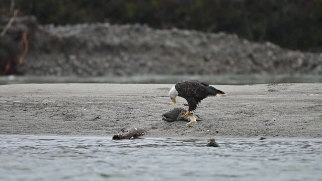 Bald Eagle (Haliaeetus leucocephalus) eating fish after a successful hunting for salmon in Fraser Valley, British Columbia, Canada
