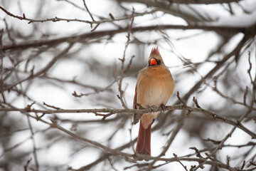 Female Cardinal Perched in a Tree