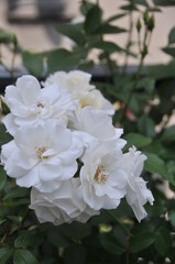 white rose bush