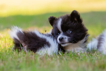 cute Elo puppy on a meadow