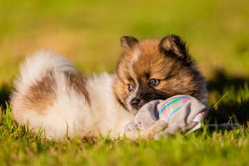 cute Elo puppy on a meadow