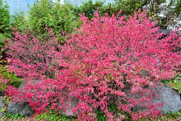 阿寒湖湖岸で見たきれいに色づいたニシキギの紅葉＠北海道
