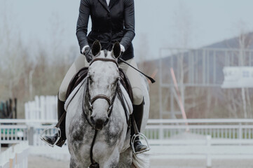 horse showjumping ring