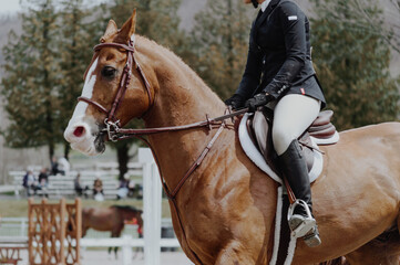 horse showjumping ring