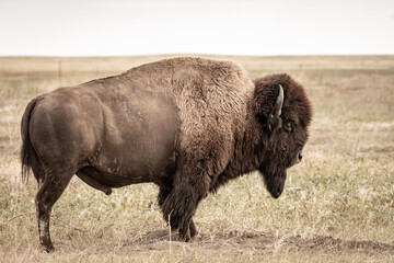 Male Bison with Profile in Late Summer Field © kellyvandellen