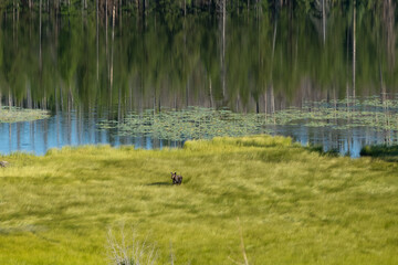 Moose Stands at Attention In Tall Green Grass