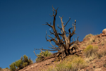Fototapeta na wymiar Moon Peeks Through Branches of Gnarly Dead Tree