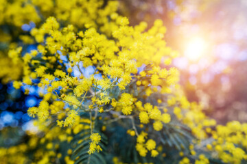 The branch of a mimosa tree with flowers, sunny