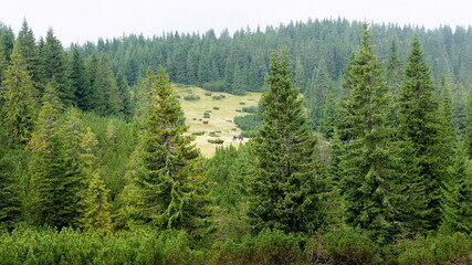 Fototapeta na wymiar mountain slopes covered with spruce forest and a lone gray wild horse grazing on the slopes in the distance