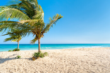 Two palm trees on an empty white sand beach