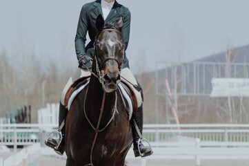 horse showjumping ring
