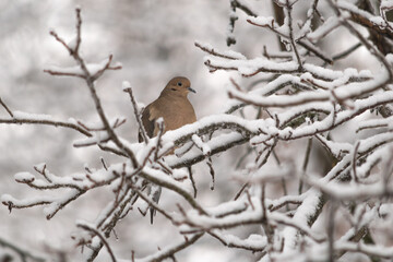 Mourning dove on snowy branches
