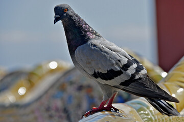 Pigeon perched on Gaudí Mosaic, Park Güell,  Barcelona, Spain