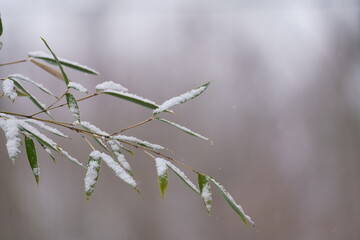 雪が積もった笹の葉