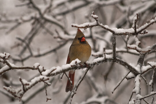 Female cardinal on snowy branches
