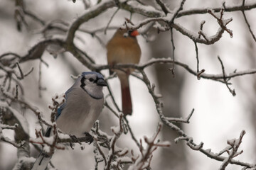 Blue Jay and Cardinal in Winter