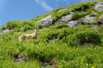 Naklejka premium Un bouquetin pris en photo à la Montagne, Haute-Savoie, France