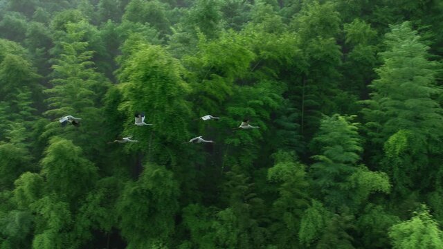 A flock of red-crowned cranes flying through a dense bamboo forest