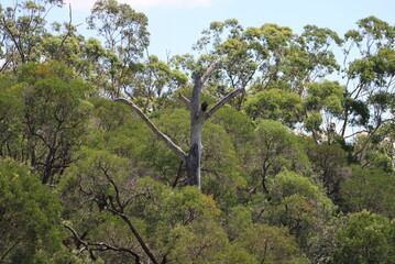 tree in the mountains