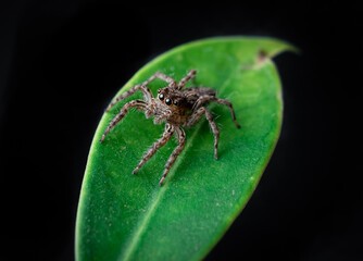 Jumping spider on the leaf,macro closeup