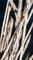 dragonfly on a leaf