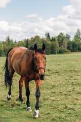 horse around barn