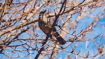 A Cactus Wren in New Mexico.