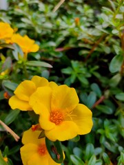 Obraz premium yellow flowers in the garden