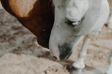 Obraz premium horse around barn