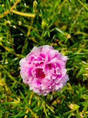 pink and white flower