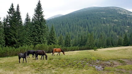 Fototapeta na wymiar wild horses grazing on a meadow, spruces and mountains covered with spruce forest