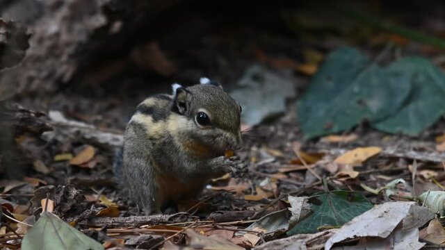Himalayan Striped Squirrel, Tamiops mcclellandii, 4K Footage; facing to the right, camera follows swiping to follow to the bottom right, eating at a forest in Kaeng Krachan National Park, Thailand.