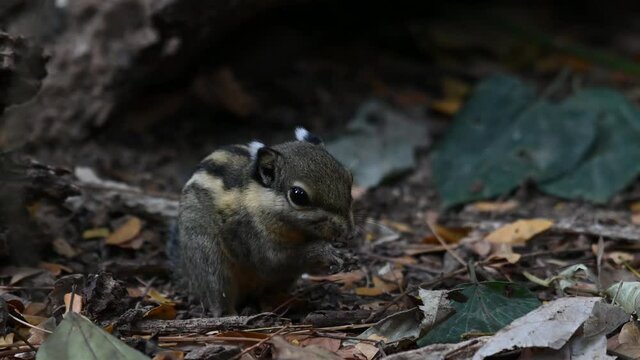 Burmese Striped Squirrel, Tamiops mcclellandii, 4K Footage; seen at a dark forest ground in Kaeng Krachan National Park in Thailand, eating something while other insects move around.