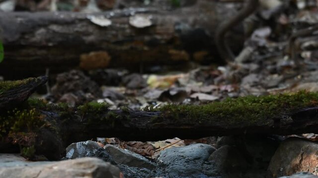 Lesser Mouse-deer, Tragulus kanchil, 4K Footage; seen in Kaeng Krachan National Park, head in the shade and then exposed to the morning sun, left eye glitters, as it goes out to the left of the frame.