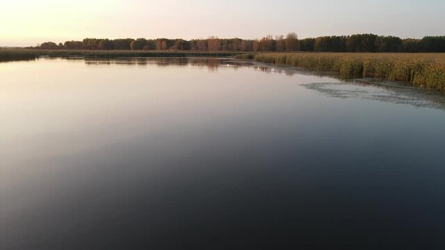 Aerial footage of clean lake water and white swan floating on it