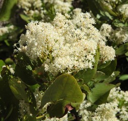 Buckbrush (Ceanothus velutinus) white shrub wildflower in Beartooth Mountains, Montana