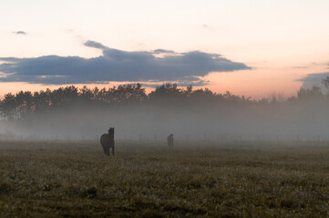Fototapeta premium horse around barn
