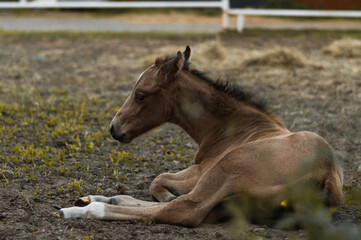 Fototapeta premium horse in field