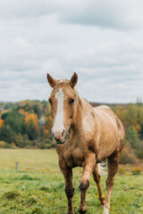 Obraz na płótnie Canvas horse in field