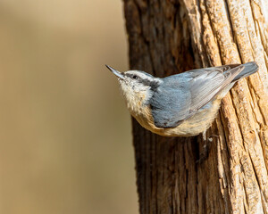 A red-breasted nuthatch looks skyward from his Wyoming perch.