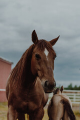 horse in field