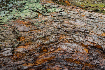 Tree Cortex Detailed Close-Up